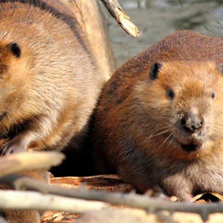 beavers damming stream
