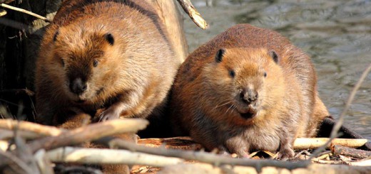 beavers damming stream