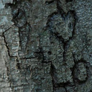 Heart Carved On A Tree