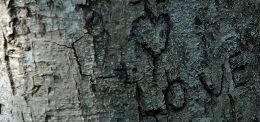 Heart Carved On A Tree